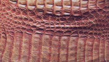 How to identify a Caiman skin